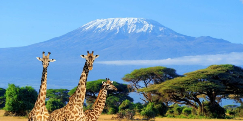 Правила въезда. Танзания